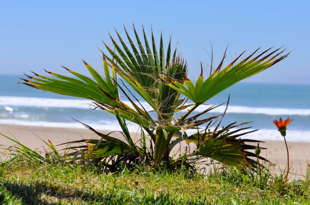 Palm View of the Pacific