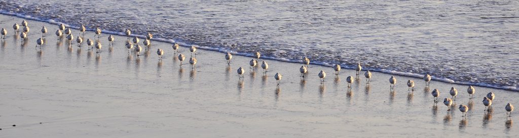 Huntington Beach Surf Birds